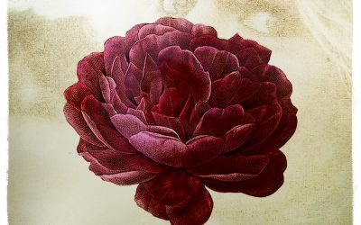 The Gardener & the Flower – Out Jan 2026